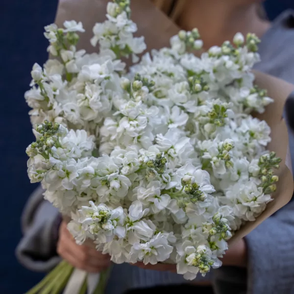 White stock flower mono bouquet