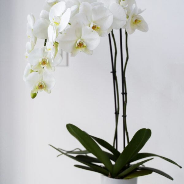 white phalaenopsis orchid