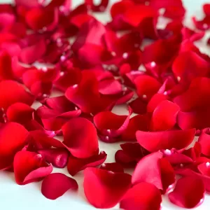 Valentine's Rose Petals