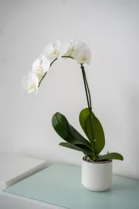 Phalaenopsis Orchid Single Spike | Plant1