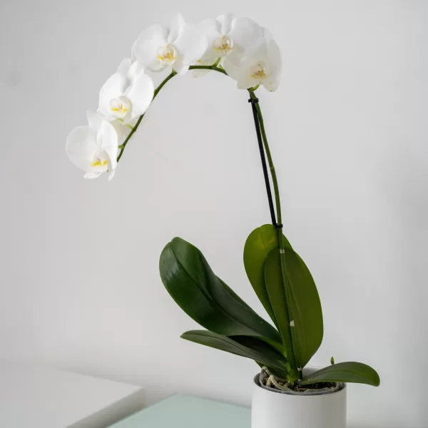 Phalaenopsis Orchid Single Spike | Plant1