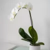 White Phalaenopsis Orchid | Single Spike Plant