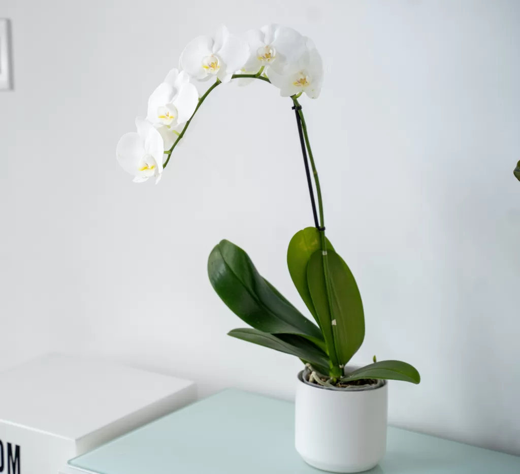 Phalaenopsis Orchid Single Spike | Plant