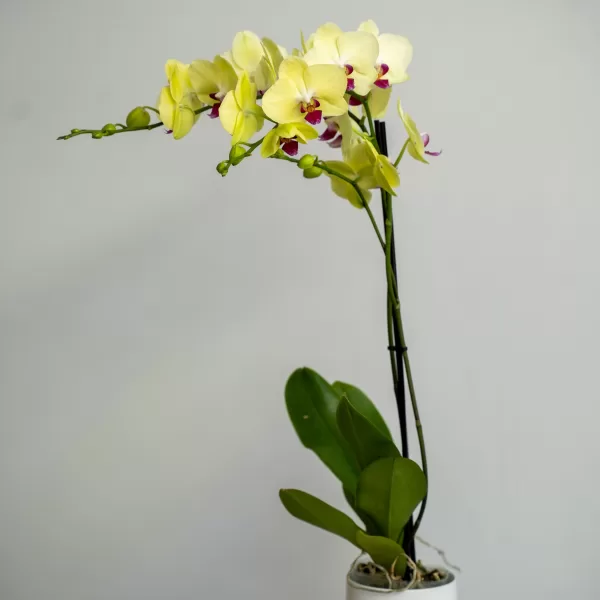 yellow phalaenopsis orchid
