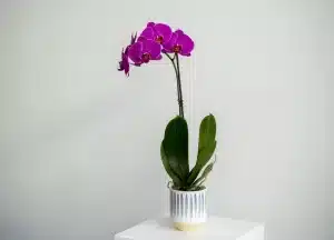 Purple orchid in a planter