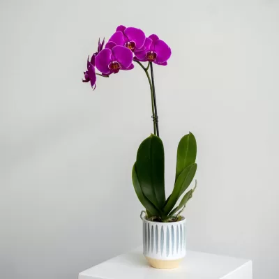 Purple orchid in a planter