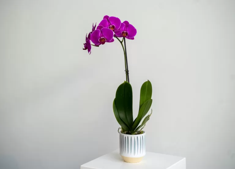 Purple orchid in a planter