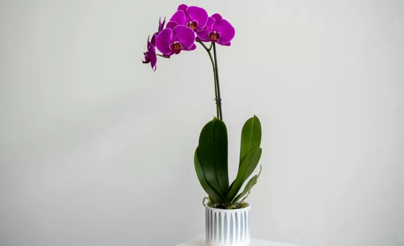 Purple orchid in a planter
