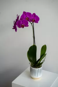 Purple phalaenopsis orchid