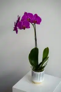Purple phalaenopsis orchid
