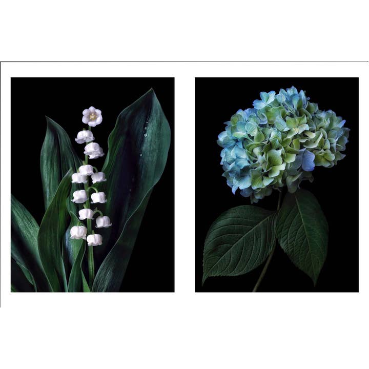 Beauty In Bloom | Book 5 Beauty in Bloom - preview 4