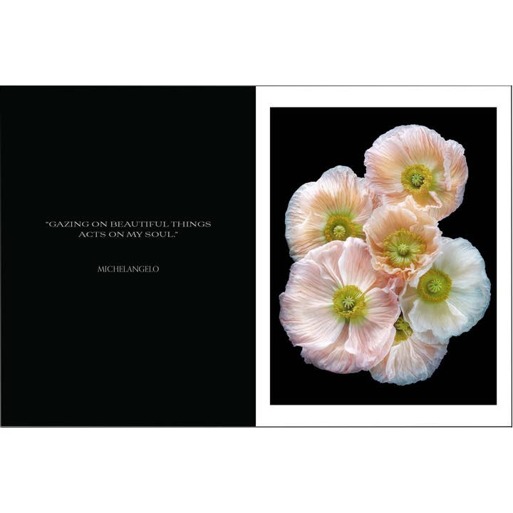 Beauty In Bloom | Book 6 Beauty in Bloom - preview 5