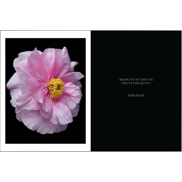 Beauty In Bloom | Book 8 Beauty in Bloom - preview 7