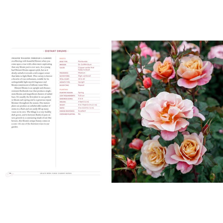 Grace Rose Farm: Garden Roses | Book 5 Grace Rose Farm: Garden Roses - preview 4