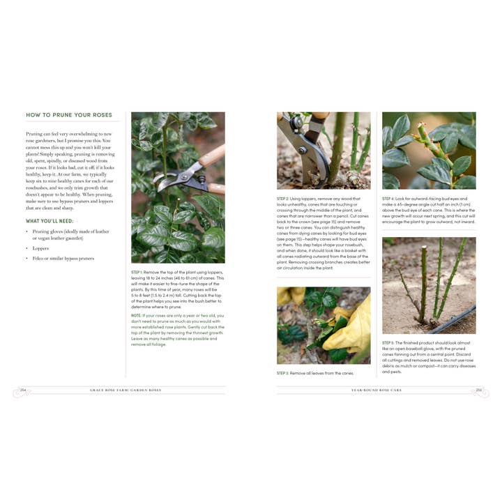 Grace Rose Farm: Garden Roses | Book 9 Grace Rose Farm: Garden Roses - preview 8