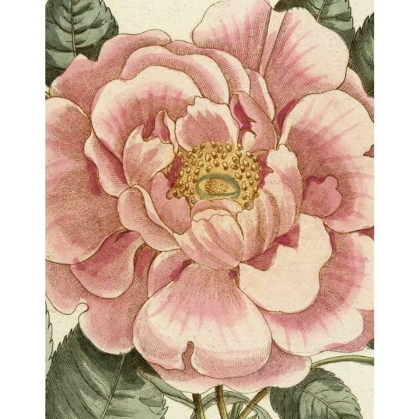 John Derian Picture Book II - cover