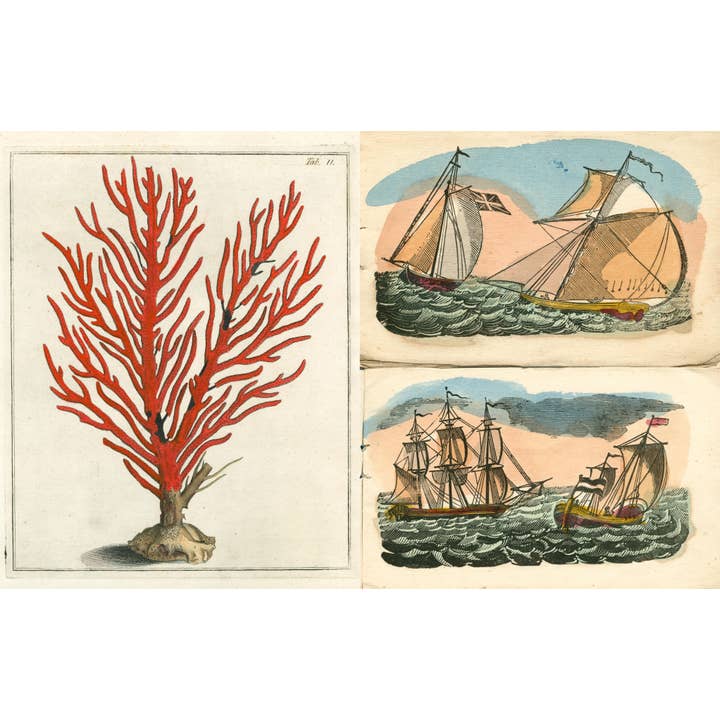 John Derian Picture Book Ii | Book 3 John Derian Picture Book II - preview 2