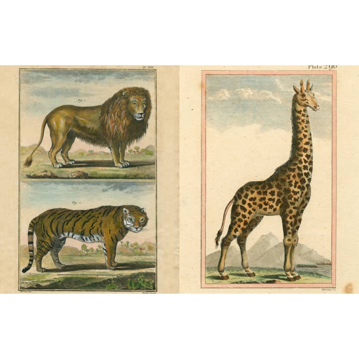 John Derian Picture Book Ii | Book 6 John Derian Picture Book II - preview 5